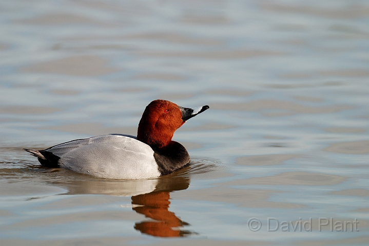 Pochard male - E.jpg - Pochard, male - Slimbridge